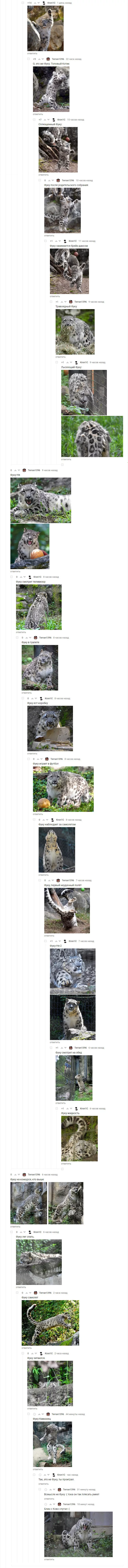 The busy life of the Fuku snow leopard - My, Comments, Zoo, Longpost, Big cats, Japan, Snow Leopard, Comments on Peekaboo