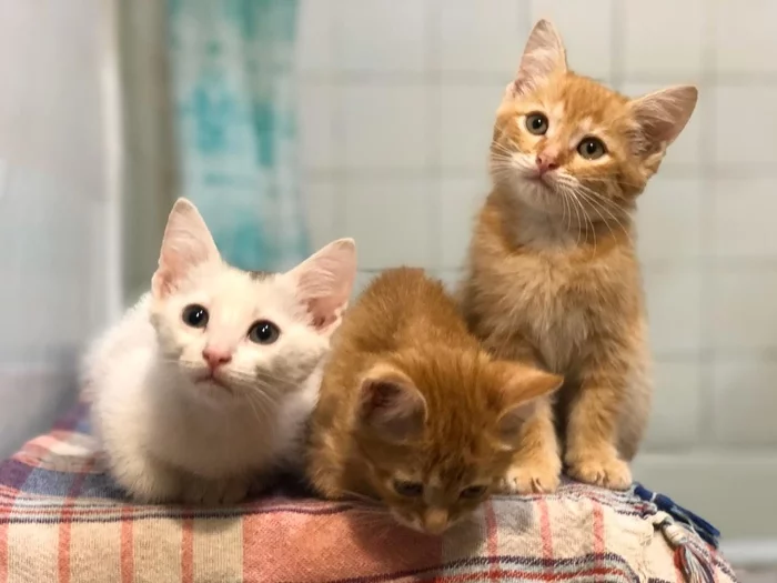 Kittens-foundlings))) all three boys)))) who needs a cat?))) - My, Kittens, I will give, Longpost, In good hands, cat, Found a cat, Moscow, No rating