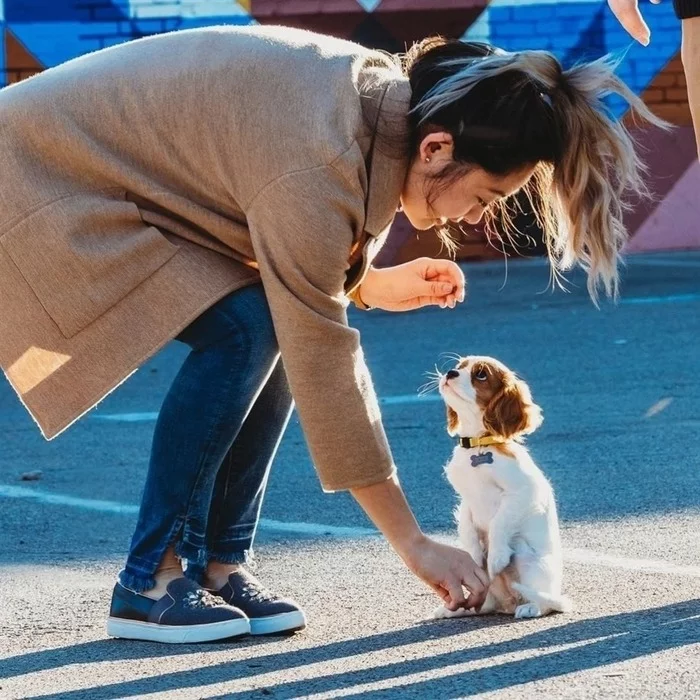 First workout - Cavalier king charles spaniel, Dog, Pet, Nursery, Pets