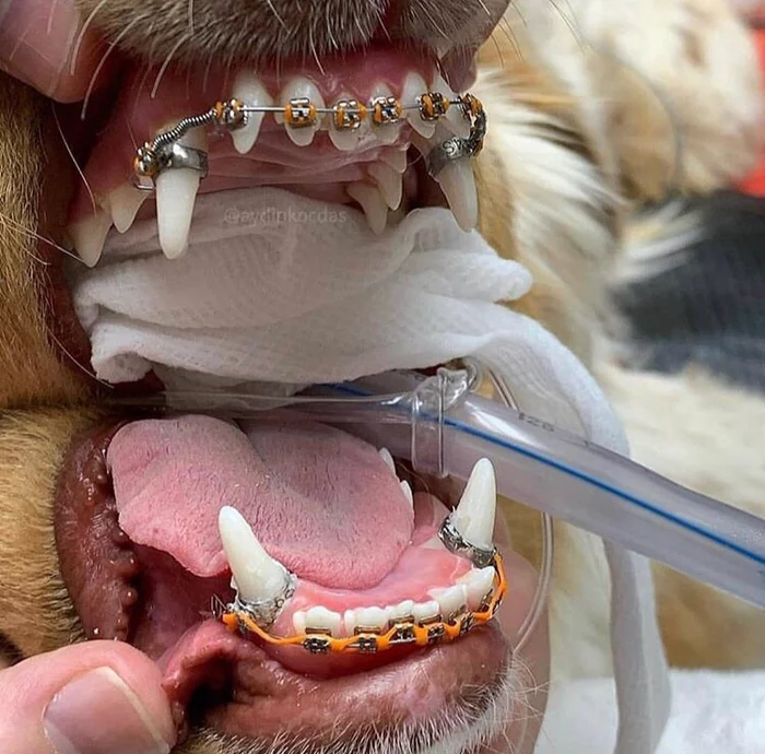 Dogs want beauty too - Dog, Braces