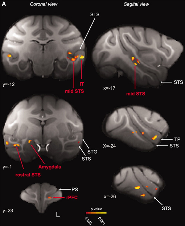 Life in a large team stimulates the development of the brain - Neurobiology, Ethology, Alexander Markov, Elementy ru, Longpost