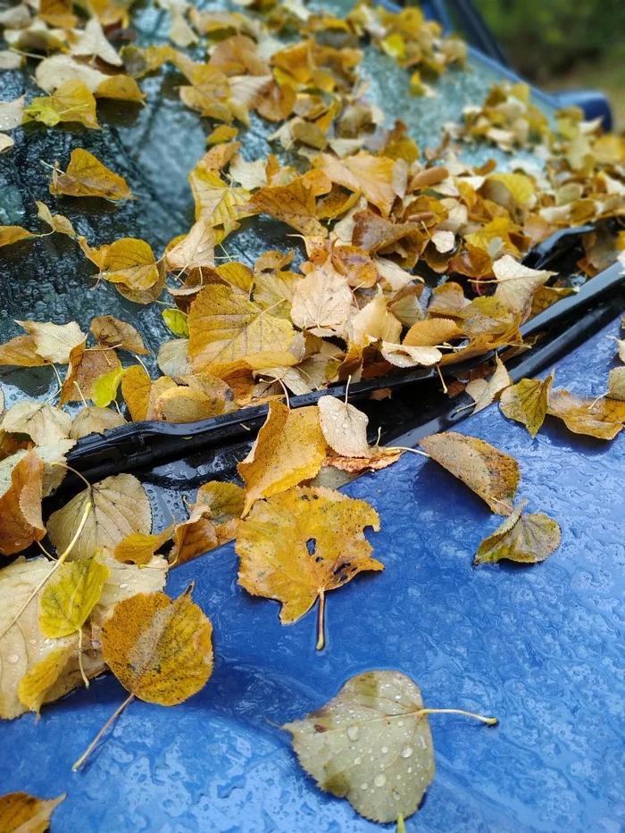 Leaf fall - My, Beginning photographer, Leaves, Autumn, Photo on sneaker, Leaf fall, Longpost