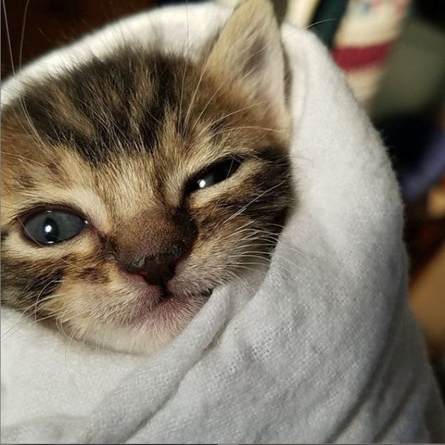 laundered - cat, Kittens