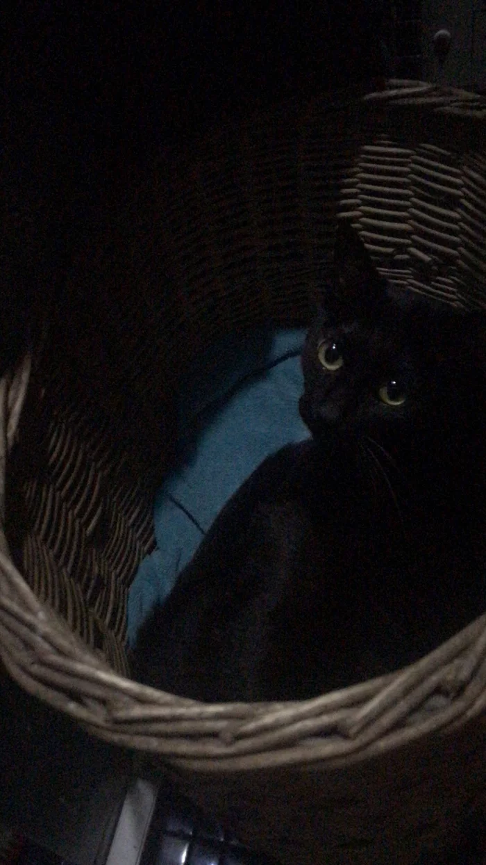For a long time I could not find a cat - My, cat, The missing, Longpost