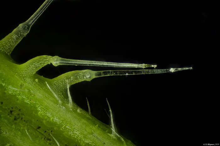 Stinging hairs on a nettle stalk under a microscope - My, Nettle, Microscope