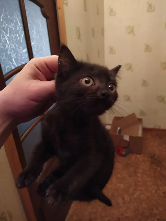 Catakers. Moscow. - My, No rating, Kittens, In good hands, Moscow, Longpost, cat