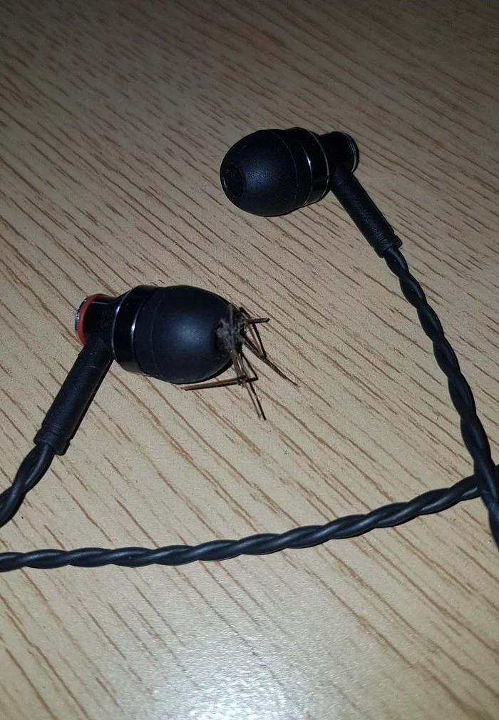 Surprise - Arachnophobia, Spider, Headphones