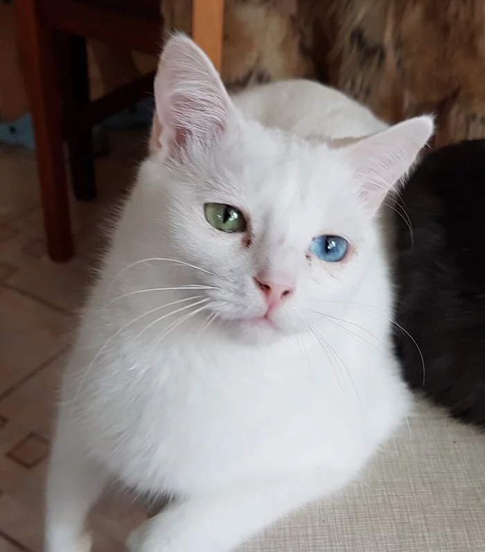 Becks. White capercaillie. - My, Turkish Van, cat, Heterochromia, Pets