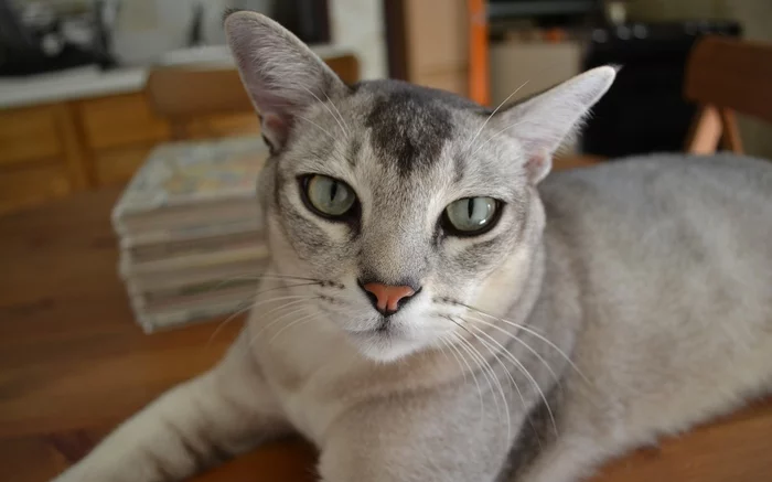 Burmilla Shorthair - cat, Catomafia, Description, Breed, Cat breeds, The photo, Cat lovers, Longpost, Video