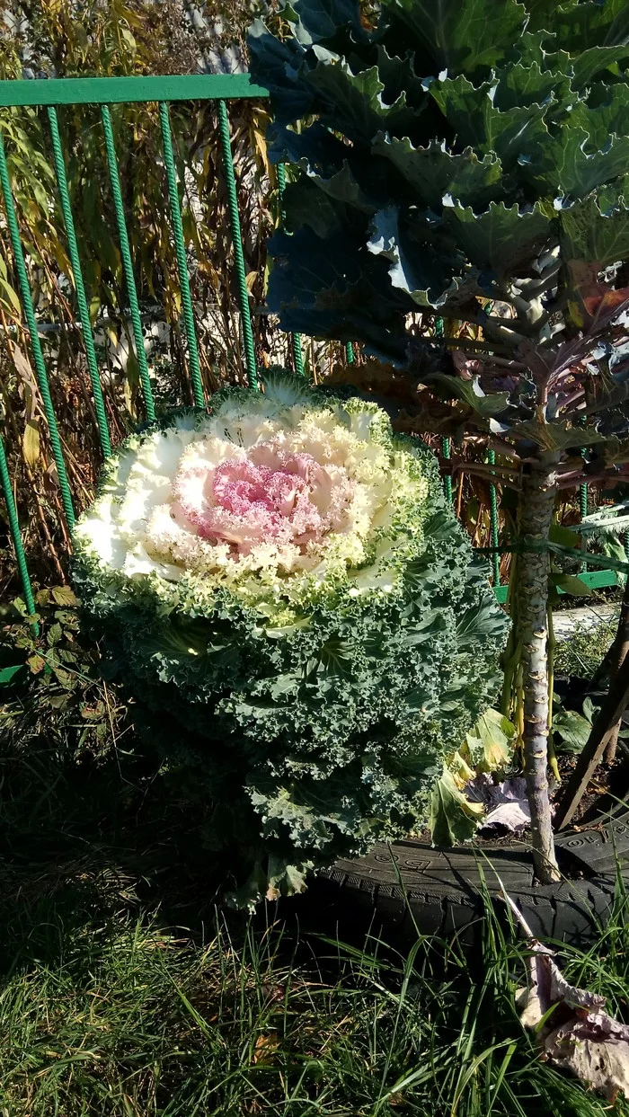 cabbage instead of flowers - My, Cabbage, Decor, Plants, Longpost