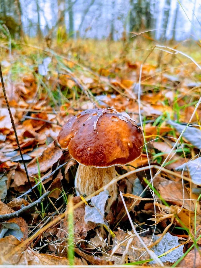 Gift of autumn and forest - My, Mushrooms, Silent hunt, Porcini, Longpost