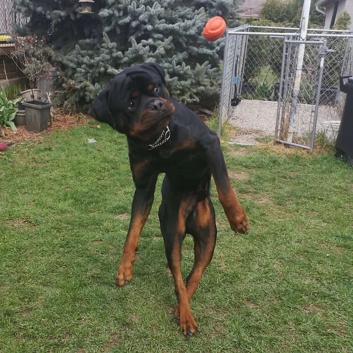 Jump for the ball. Good photo)) - Dog, Rottweiler, Ball, Bounce, The photo