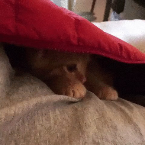 Я в домике Кот, Котята, Котомафия, Домашние животные, Одеяло, Спрятался, Милота, Гифка