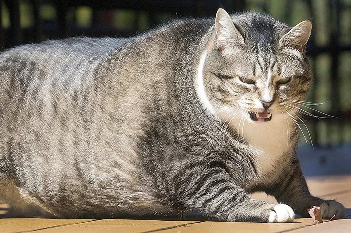 Hey! Bipedal! Why is my bowl still empty?! - cat, Anger, Fat cats