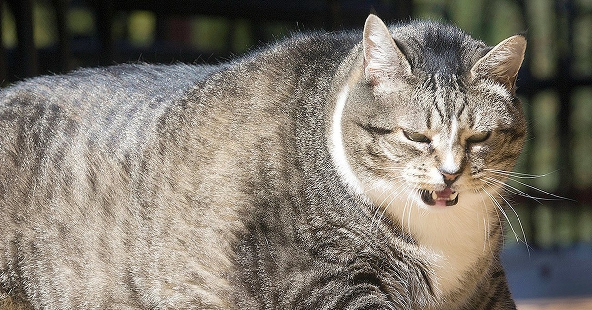 Красивые киски толстых. Жирный кот. Пухлые котики. Очень жирный кот. Очень толстый котик.