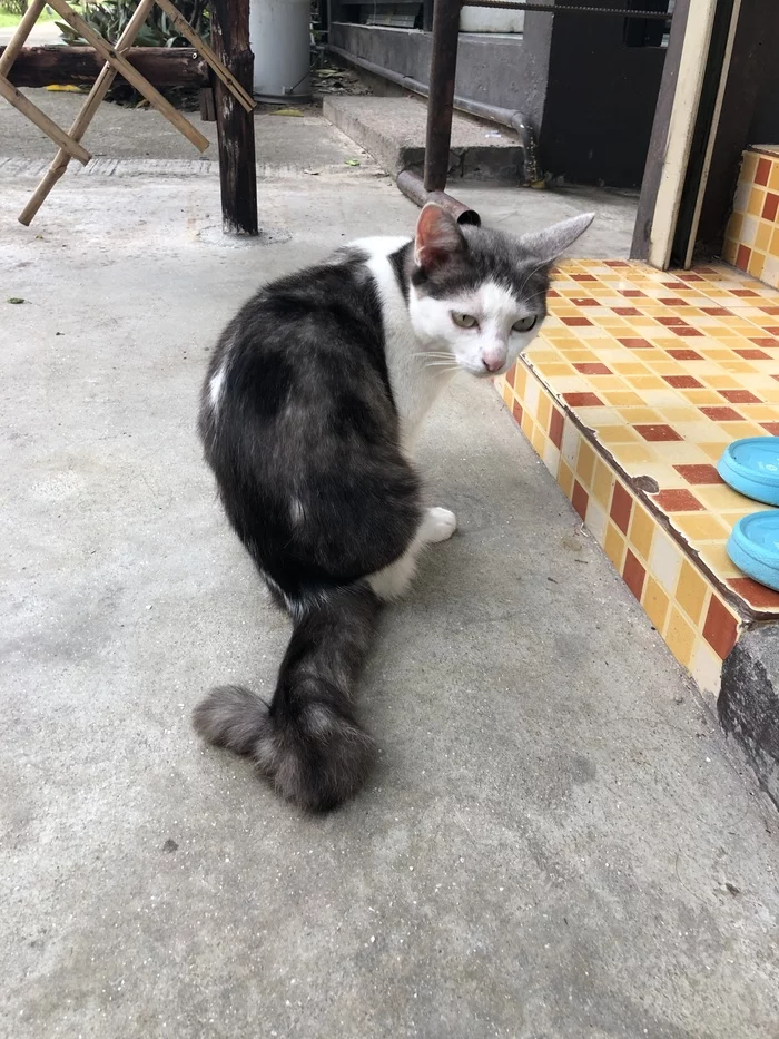 The story of a street cat from Thailand. - My, cat, Koteb, Catomafia, Longpost