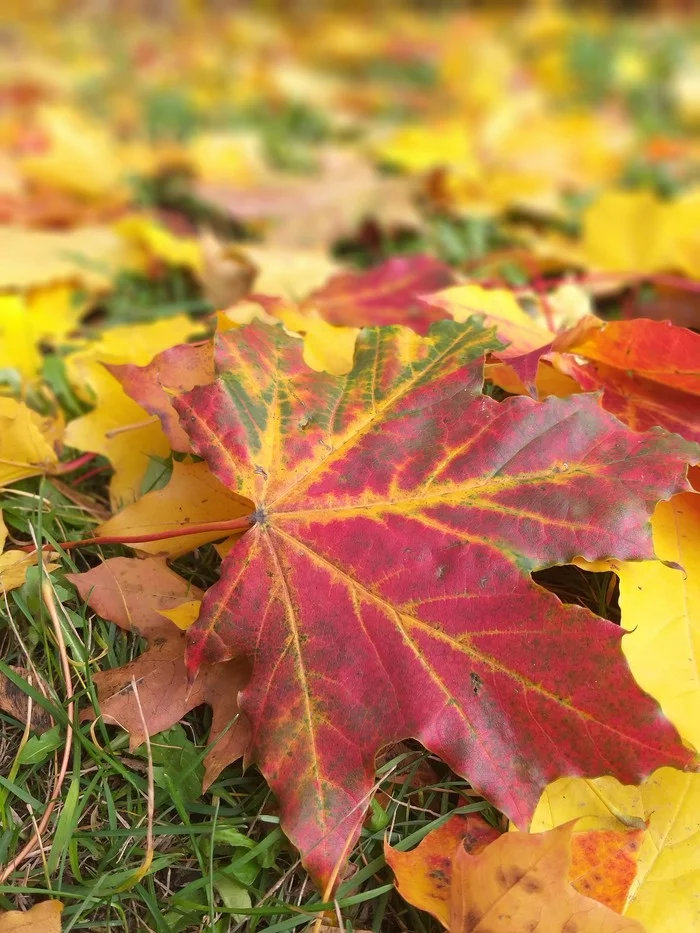 Autumn colors - My, Leaves, Autumn, Autumn leaves, The photo, Longpost