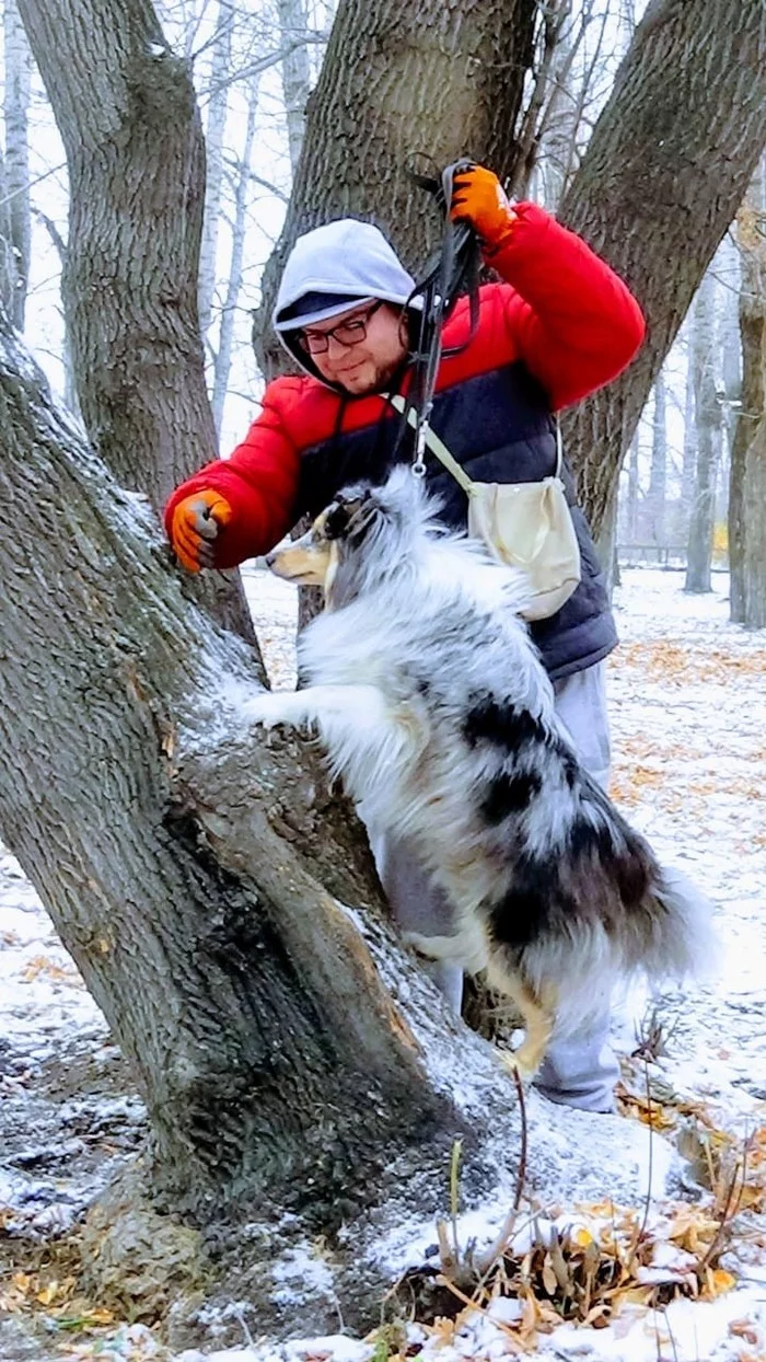 Learning to climb trees - My, Sheltie, Dog, Training, Sheepdog, Longpost
