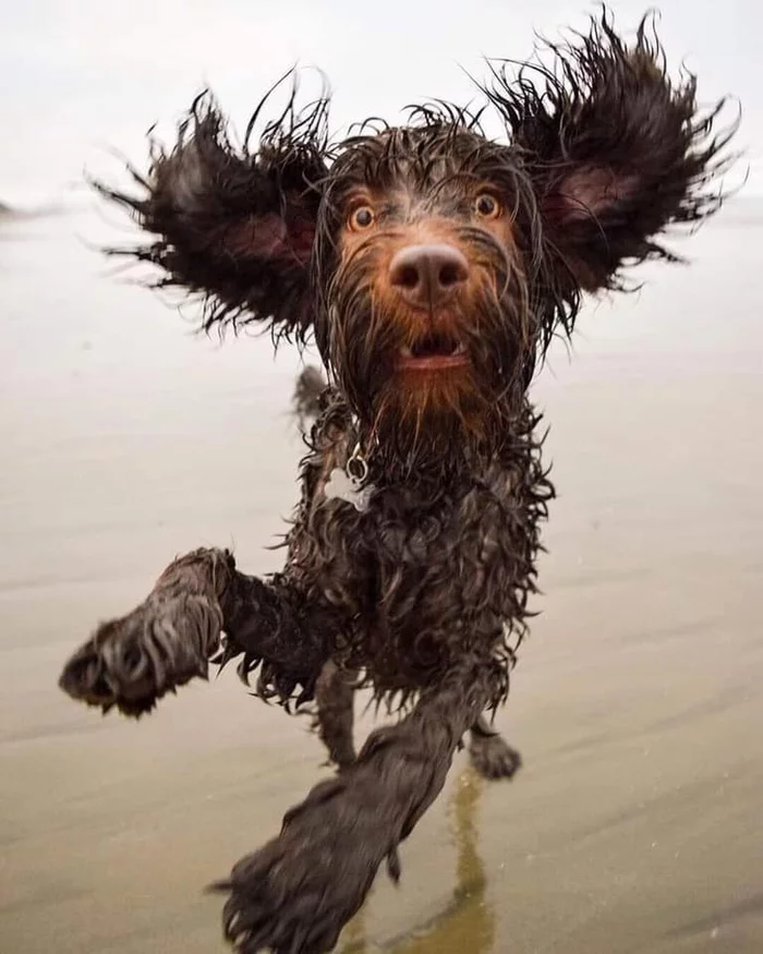 Harmony of thoughts and hairstyle - Dog, Sight, Astonishment, Shaggy, Wet Dog, Прическа