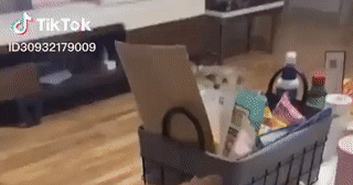 Catdog - Dog, Box, Tiktok, Pets, Shiba Inu, GIF