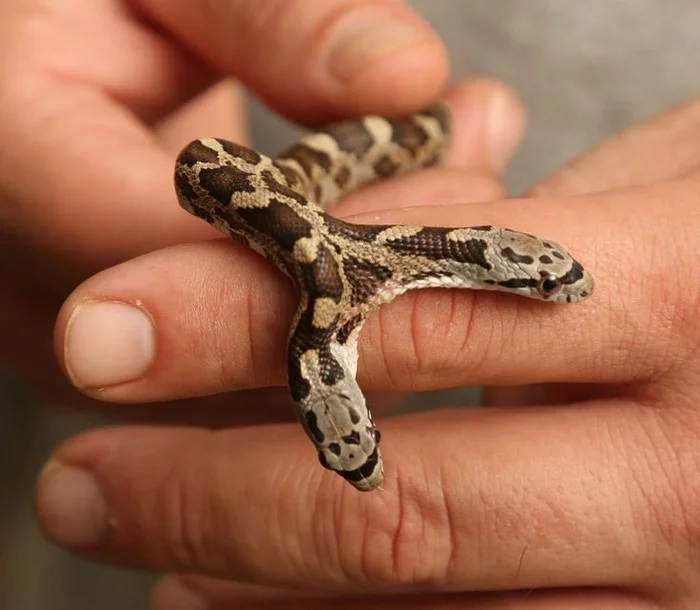 The little sisters of these little cuties are waiting for their owners, hurry up! - Snake, Pets, Longpost