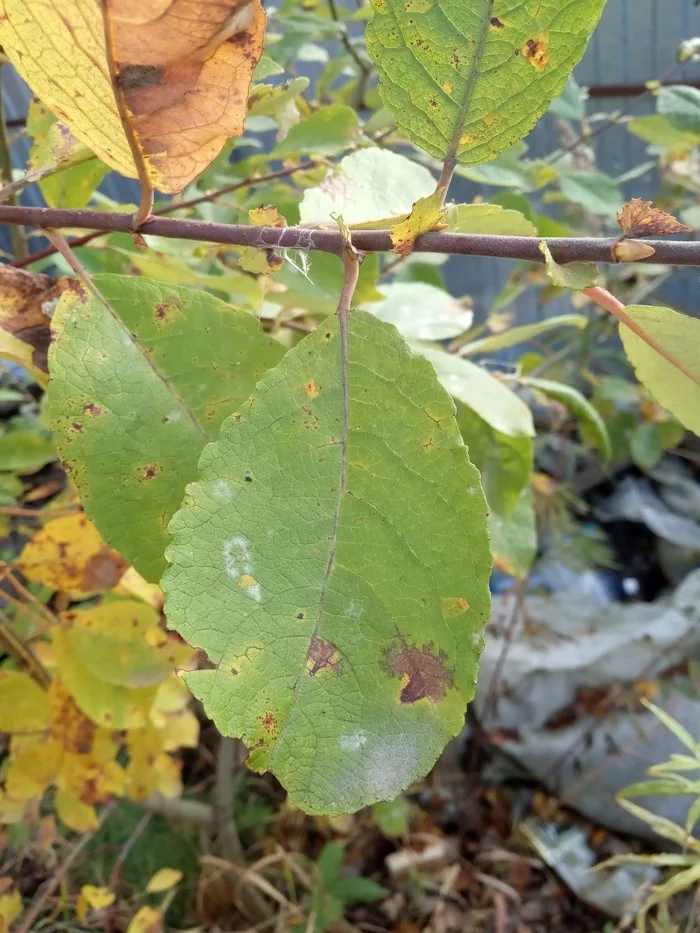 Tell me, what kind of tree is this? - My, Tree, Botany, Longpost