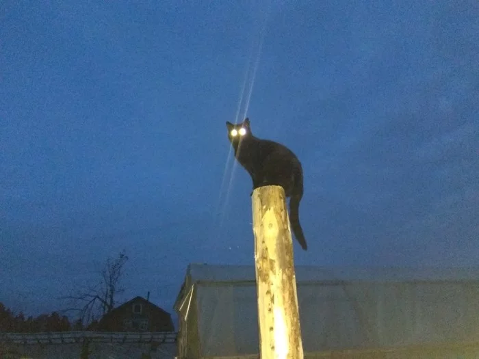 Alice is a spotlight. - My, Alice the cat, Novopolotsk, Lamp, cat