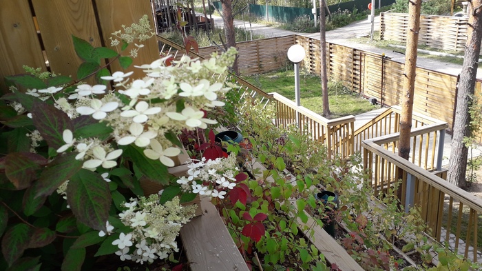 Немного летнего настроения, сад на крыше дома.