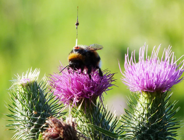 Bumblebee. - Bumblebee, Insects, The science, Nature, Elementy ru