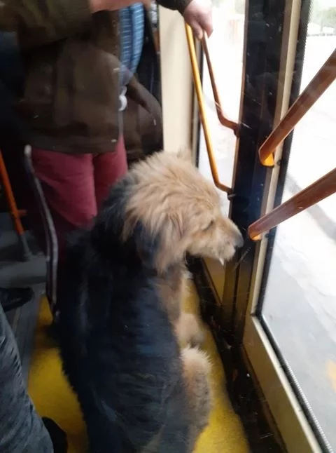 Dear traveler - My, Dog, Milota, Public transport, Trolleybus