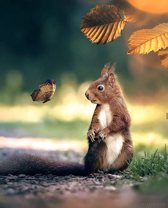 Hi who are you? - The photo, Squirrel, Butterfly