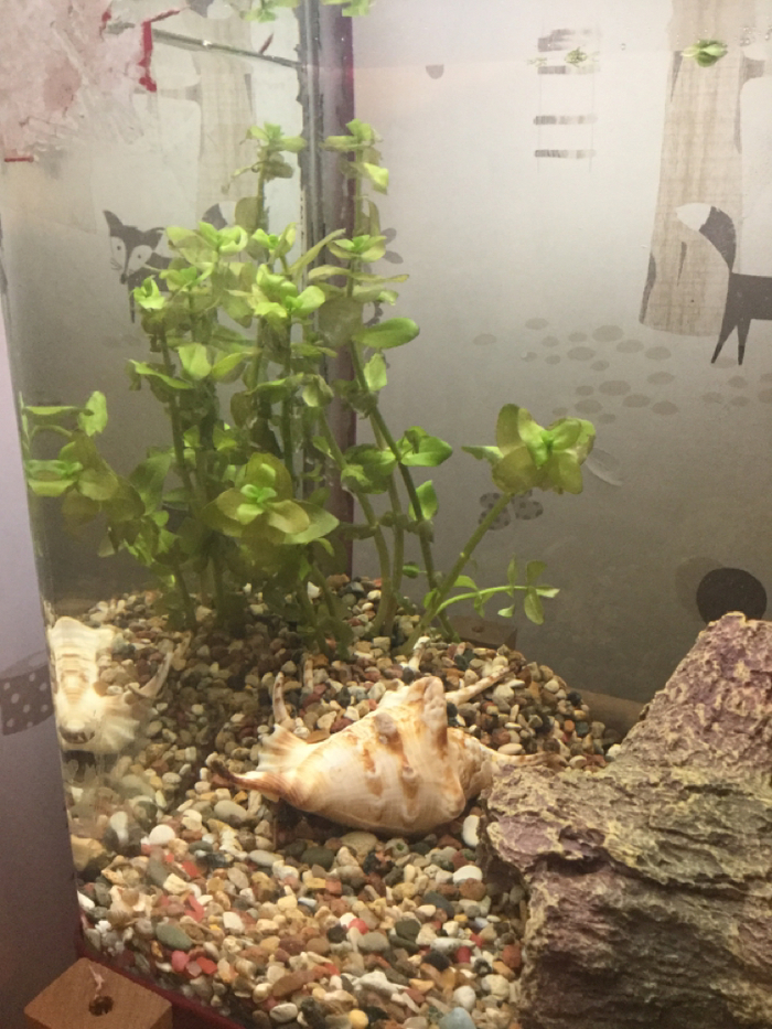 Жить будет? Если нет, то как спасти?