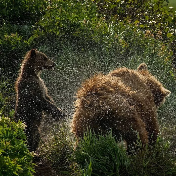 Холодный душ - Фотография, Животные, Медведи, Детеныш, Брызги