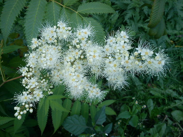 Осеннее цветение рябинника