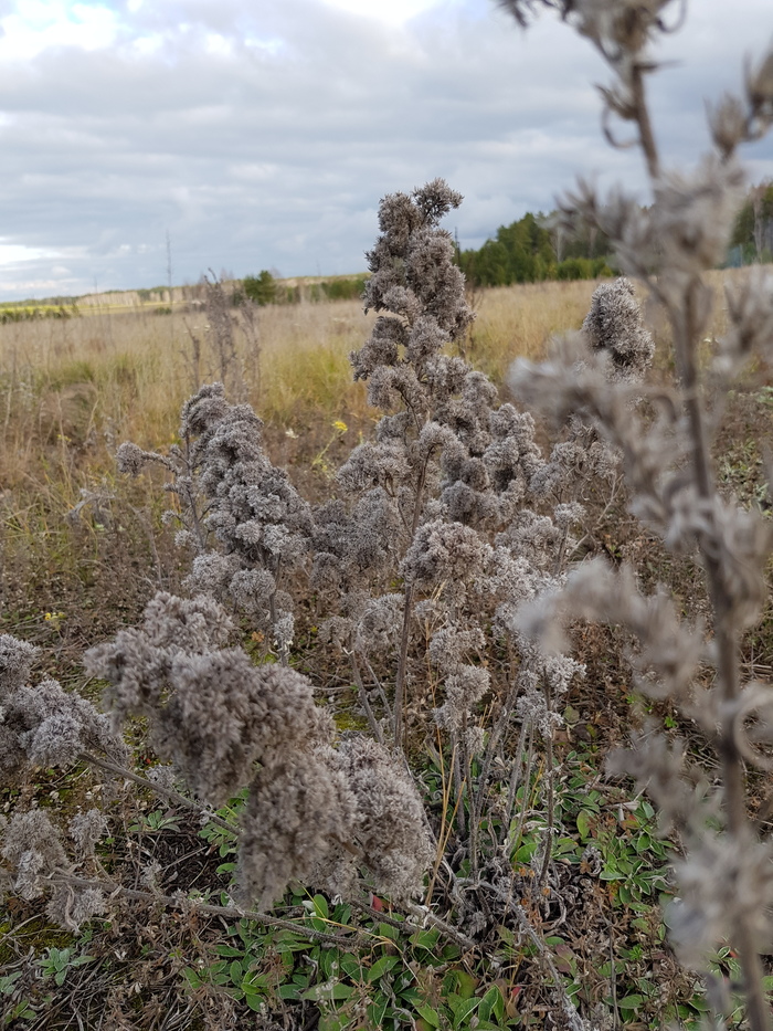 �������� ��������