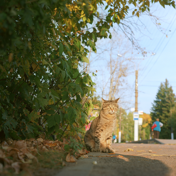 "Я кот, а чего добился ты?" Уличный сентябрьский. Кот, Пленка, Средний формат, Kodak, Длиннопост