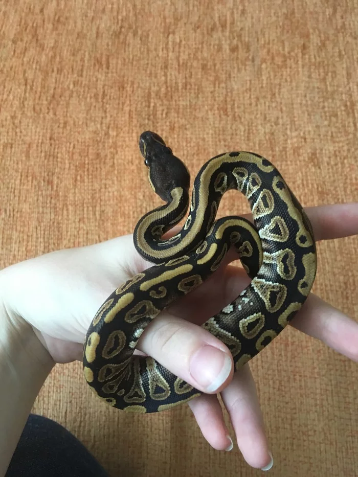 Baby royal python - My, Snake, Python, Royal python, Milota, Longpost