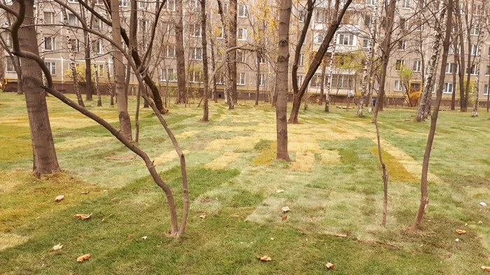 What is a zebra? - My, Moscow, Landscaping