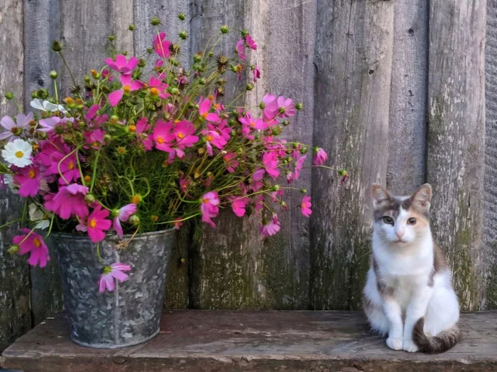 Cute post - Milota, Tricolor cat, Flowers, Village