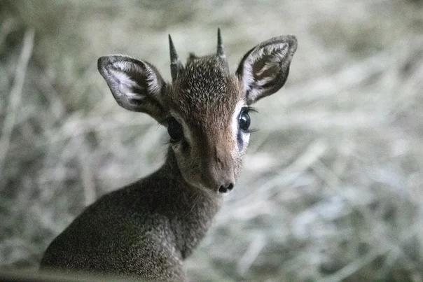 Just look at those eyes! African antelope dik-diks gave birth to their first offspring at the Novosibirsk Zoo - My, Antelope, Antelope Dikdik, dikdik, Animals, Zoo, Novosibirsk Zoo, Novosibirsk, Longpost, Milota