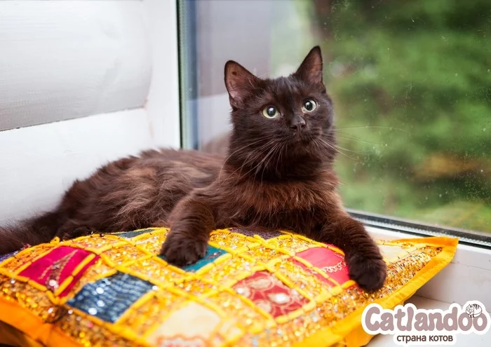 Lord of carpets and pillows Agate! - Moscow, In good hands, Animal shelter, cat, No rating