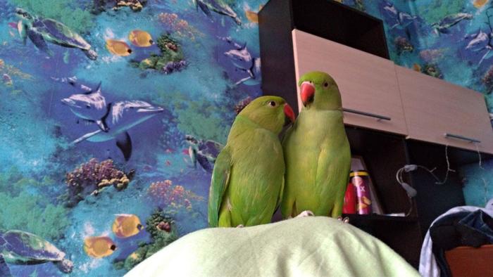 The way she looks - My, A parrot, Pets, Birds, Necklace parrot