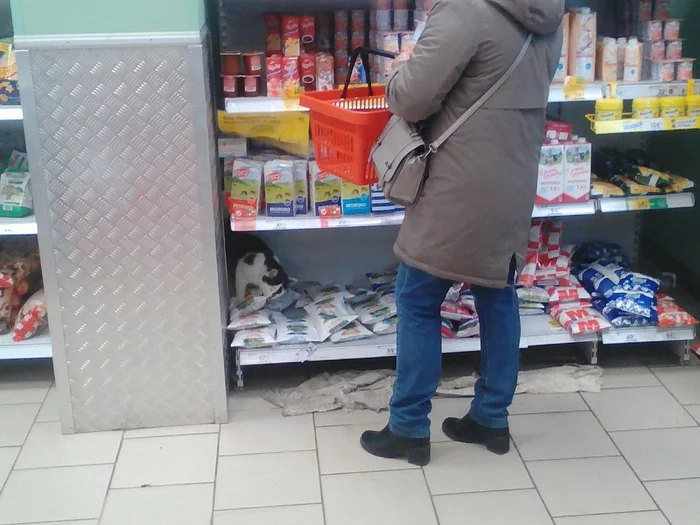 Котик в супермаркете # пятничное - Моё, Кот, Пятничное, Тег для красоты, Таити, Длиннопост