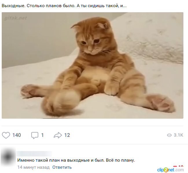 Weekend - Weekend, cat, Everything goes according to plan, Screenshot, Comments, In contact with