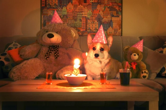 Birthday - My, Corgi, Birthday, Holidays, Dog