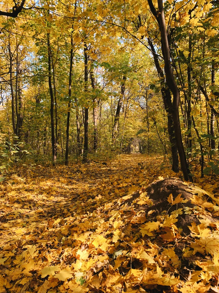 Autumn grove of Baum / Almaty, Kazakhstan - Almaty, Kazakhstan, The photo, Road, Forest, Autumn, My, Landscape, Nature, Longpost