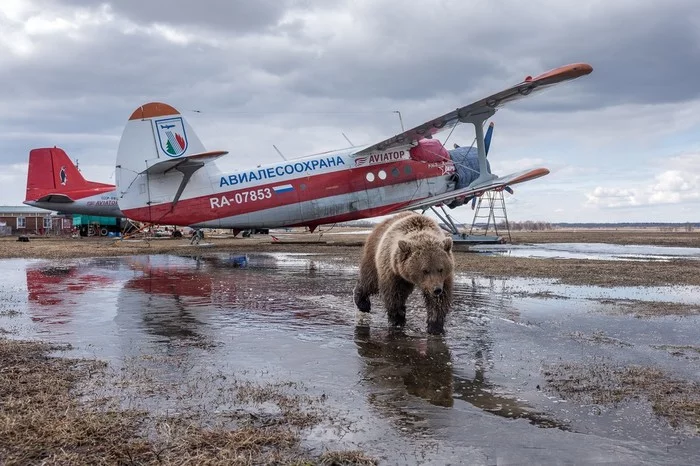 A simple Russian pilot goes home from work...) - The Bears, Airplane, Mansur Bear, An-2