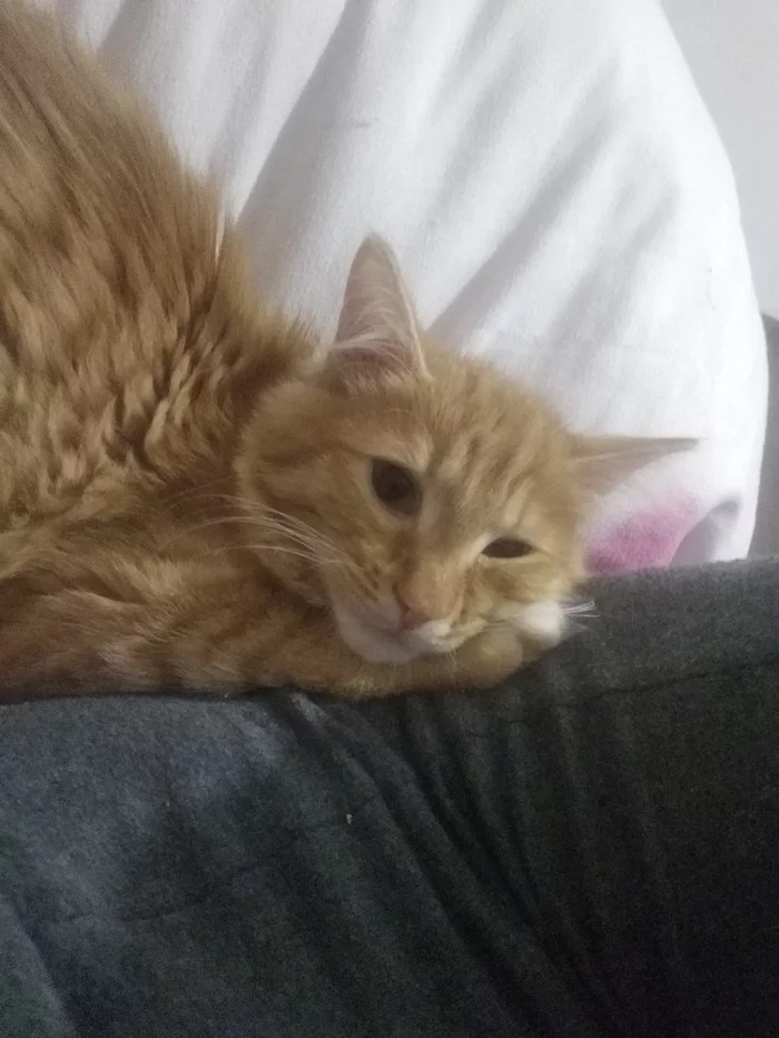 Коты, которые нашли дом - Моё, Домашние животные, Кот, Котомафия, Спасение животных, Длиннопост