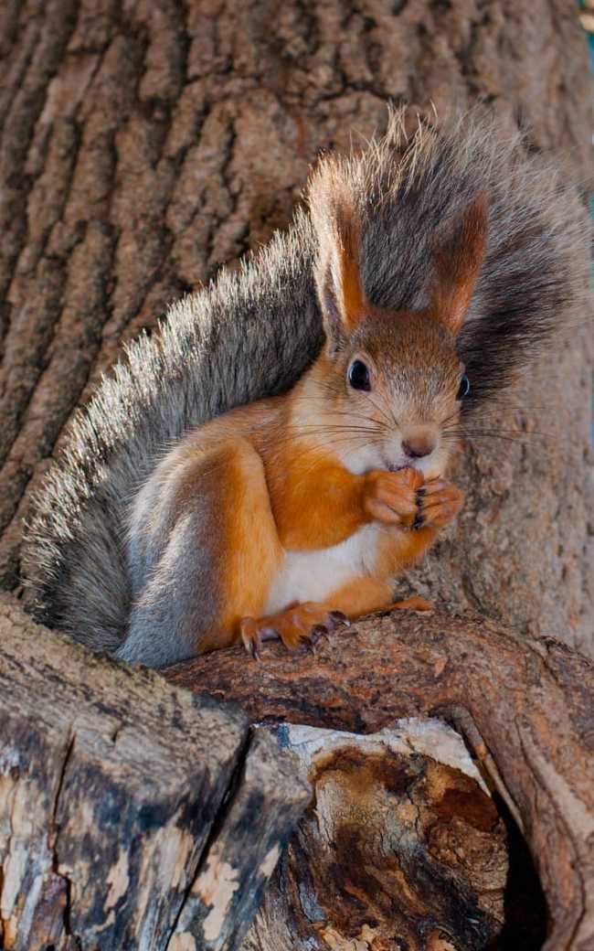 Autumn...squirrel. - My, Squirrel, The park, Autumn, Milota