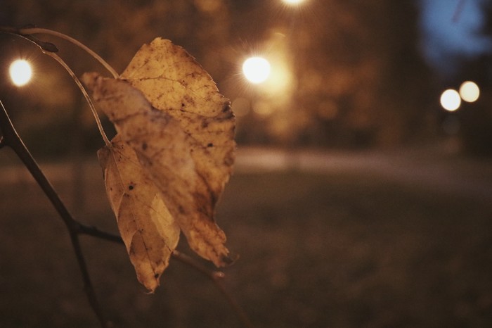 Autumn ..night .. - My, Beginning photographer, The photo, Night, Autumn, Night city, Walk, Longpost